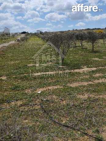 Un lot de terrain de 500 m² à vendre à 60 MD à Hammamet Sud