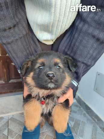 Chien berger allemand 