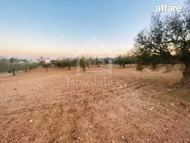 Terrain de 1000 m² à vendre à 200 MD à Hammamet Sud 51355351