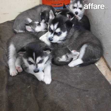 chiots husky à vendre 