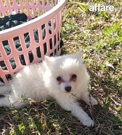 Chiots Spitz allemand  (Mittelspitz)