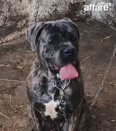 Cane Corso Bringé