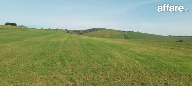 Terrain agricole de 140 hectares nu beja