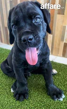 Chien cane corso