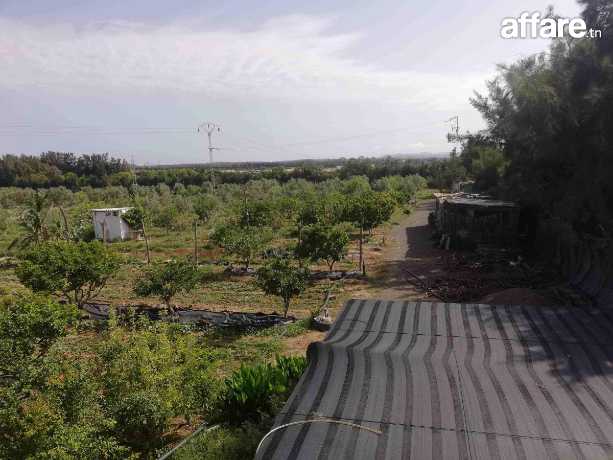 ferme / sénia à El Azib