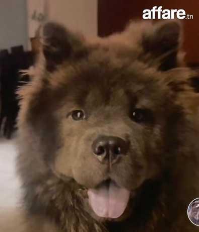 Chien chow chow femelle 