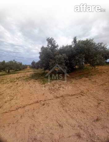 Terrain de 15000 m² planté d'oliviers à Korba à vendre  