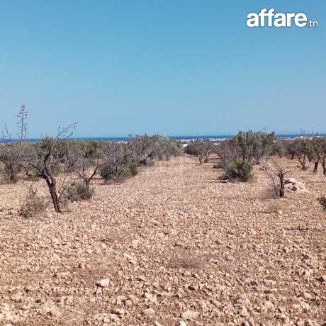 Terrain de 1282 m² à Hammamet Sud à vendre 51355351