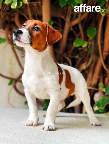 De vrais chiots Jack Russell élevage de Russie avec des docs