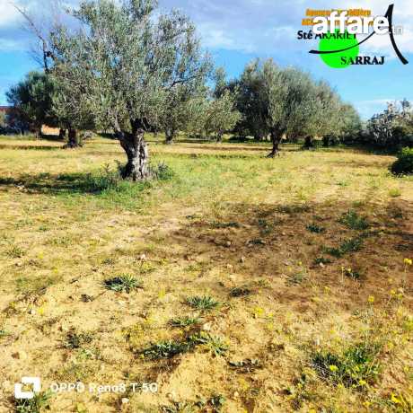  #Terrain Agricole #Titré [#1Hectare Et 8000m²] #Sidi Bouali